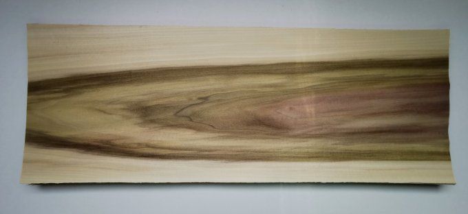 Tulipier de Virginie 76 x 28 cm L7