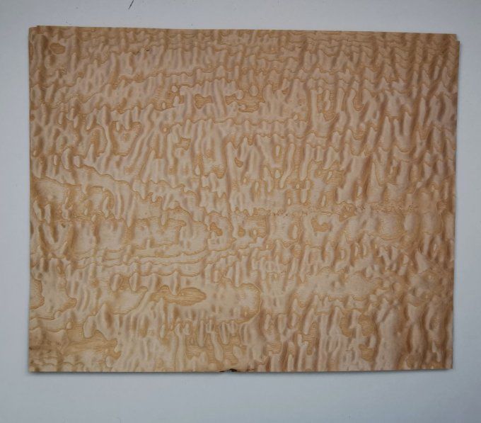 Frêne pommelé 42 x 35 cm L229