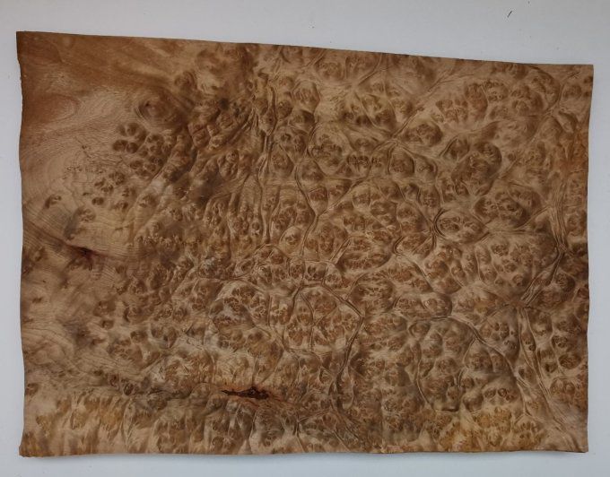 Loupe de Madrona gold 42 x 30 cm L53