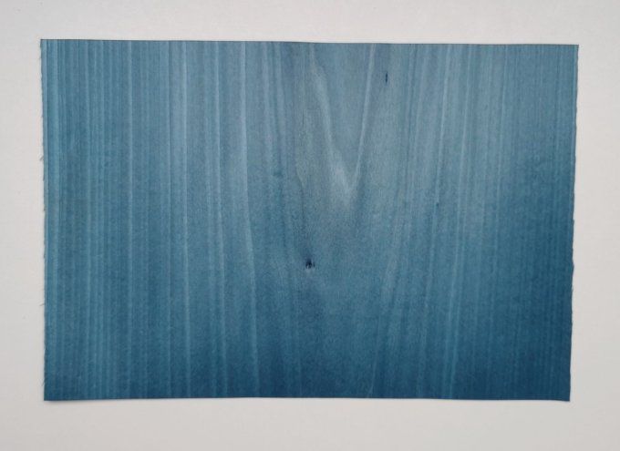 Tulipier bleu lagon 20 x 30 cm  