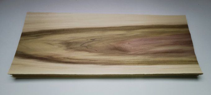 Tulipier de Virginie 76 x 28 cm L7