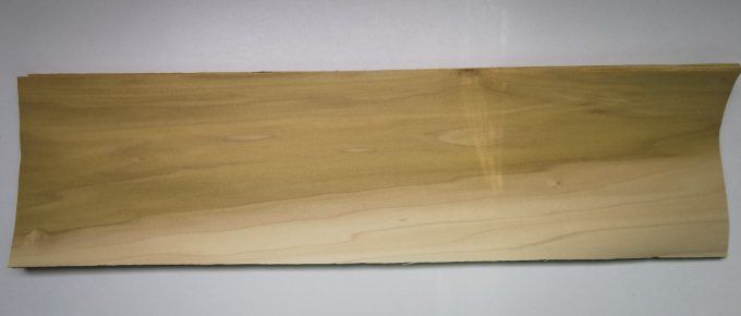Tulipier de Virginie 73 x 20 cm L33