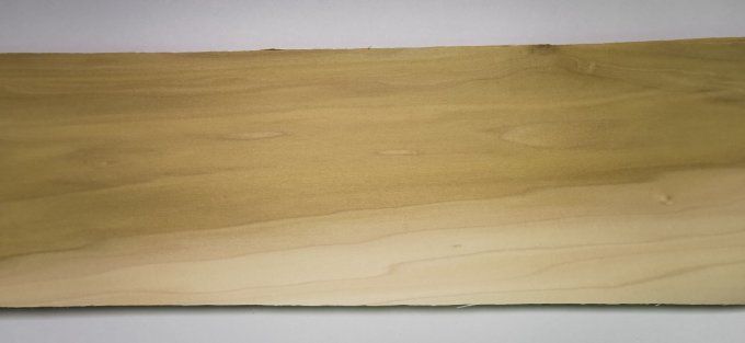 Tulipier de Virginie 73 x 20 cm L33