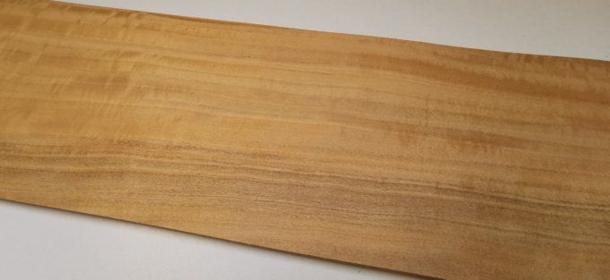 Citronnier de Ceylan 72 x 17 cm L73