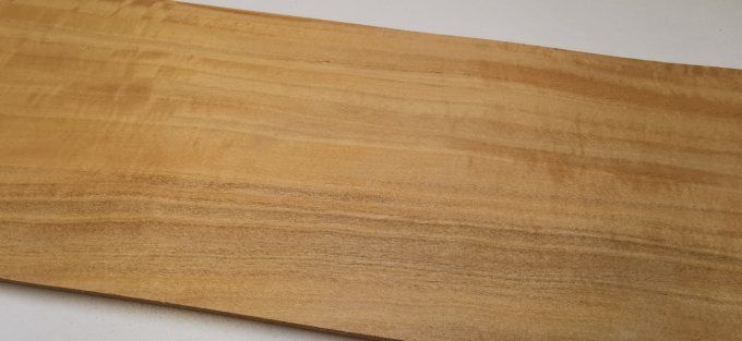 Citronnier de Ceylan 72 x 17 cm L73
