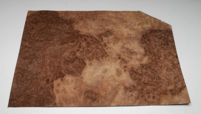 Loupe de Noyer 45 x 35 cm L114
