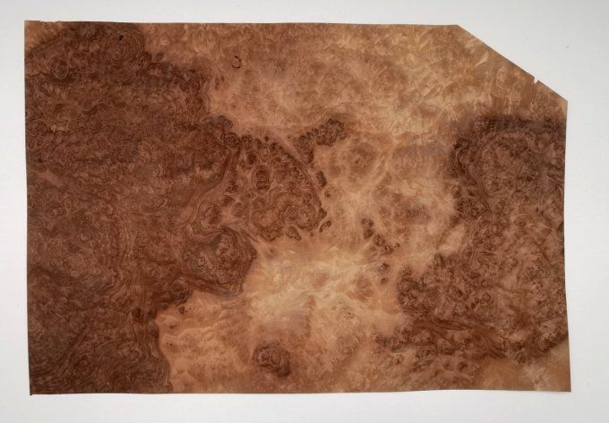 Loupe de Noyer 45 x 35 cm L114
