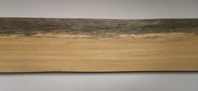 Koto bleuté 67 x 14 cm L211
