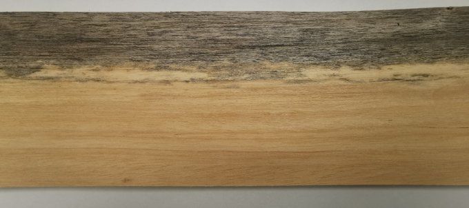 Koto bleuté 67 x 14 cm L211
