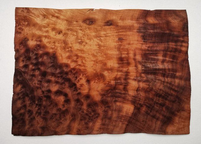 Loupe de Camphrier 40 x 26 cm L118
