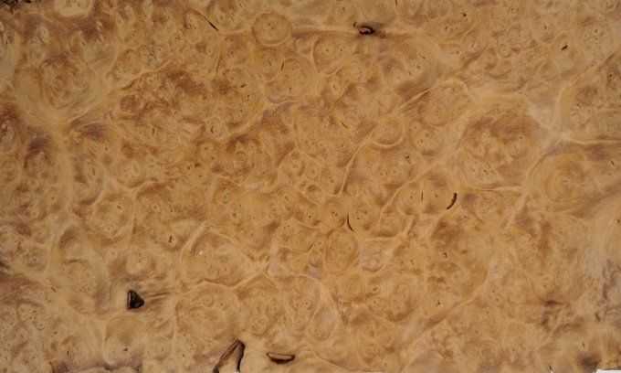 Lot 7x Loupe d'Amboine 25 x 14 cm L36