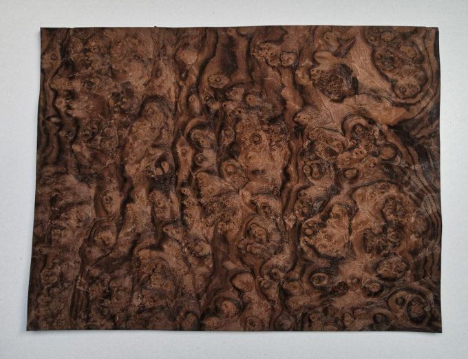 Loupe de Noyer 43 x 33 cm L34