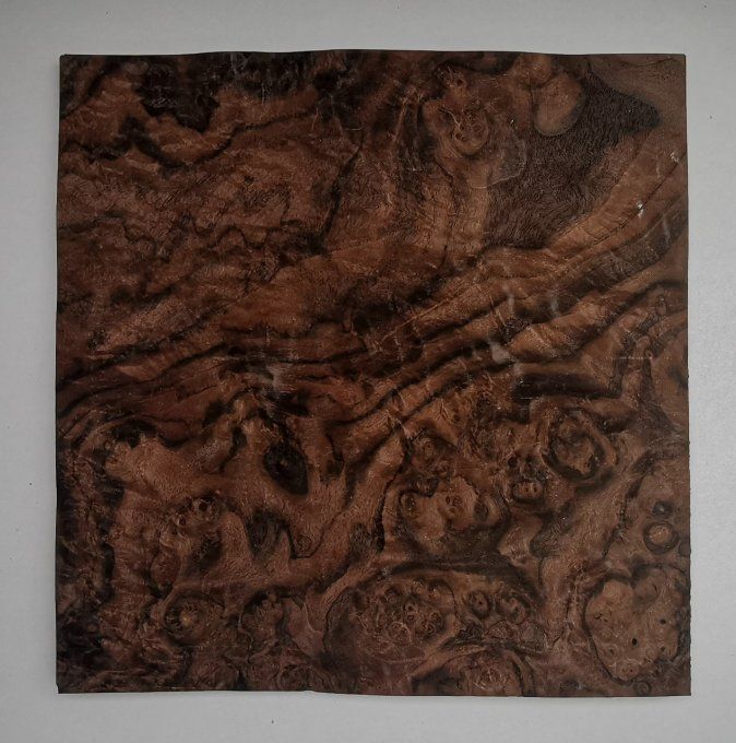 Loupe de Noyer 28 x 29 cm L86