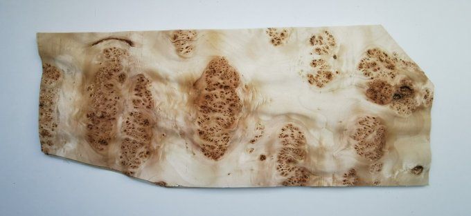 Loupe de Peuplier (ondulée) 50 x 30 cm L356