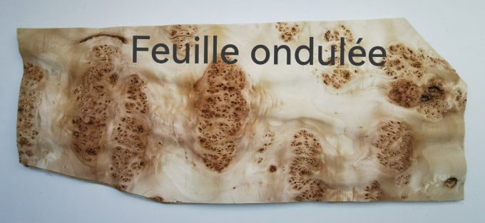 Loupe de Peuplier (ondulée) 50 x 30 cm L356
