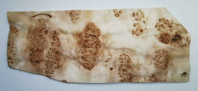 Loupe de Peuplier (ondulée) 50 x 30 cm L356