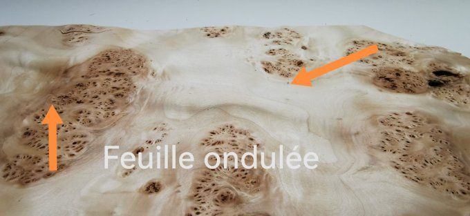 Loupe de Peuplier (ondulée) 50 x 30 cm L356