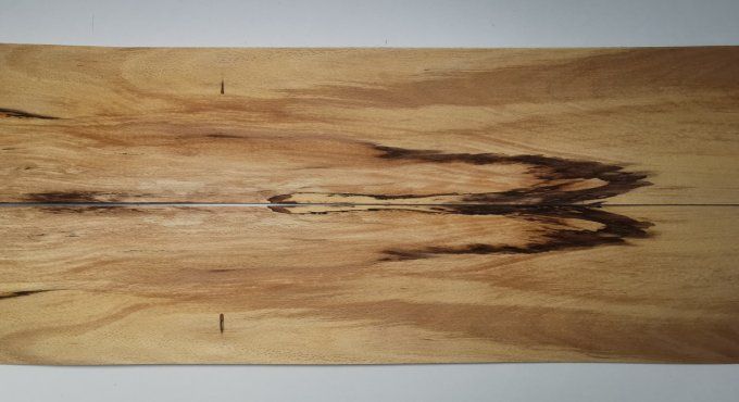 Hêtre truffé 74 x 15 cm L71