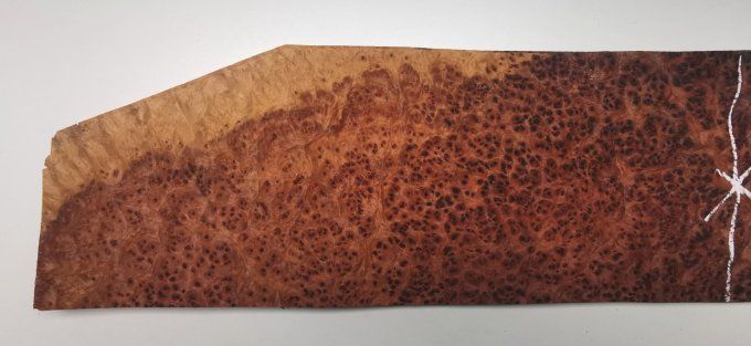 Loupe d'Amboine 48 x 16 cm L30 