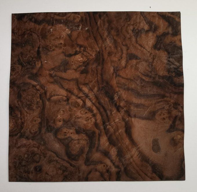 Lot 5x Loupe de Noyer 29 x 29 cm L86