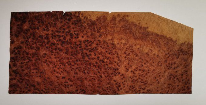 Loupe d'Amboine 40 x 15 cm L36