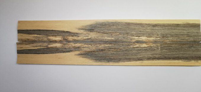 Koto bleuté 76 x 9 cm L11