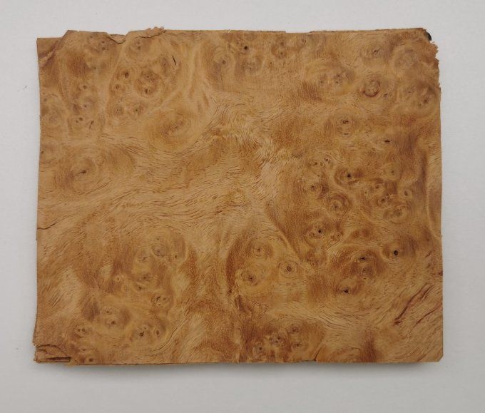 Lot 16x Loupe d'Amboine 15 x 13 cm L91