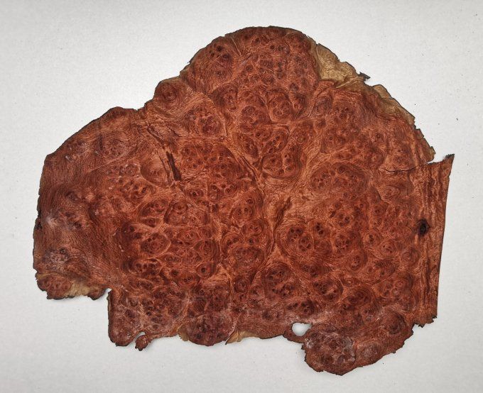 Loupe d'Amboine 25 x 16 cm L8
