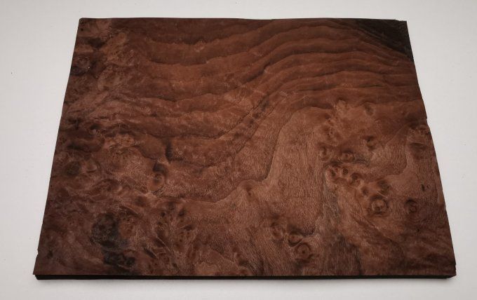 Loupe de Noyer 37 x 27 cm L133