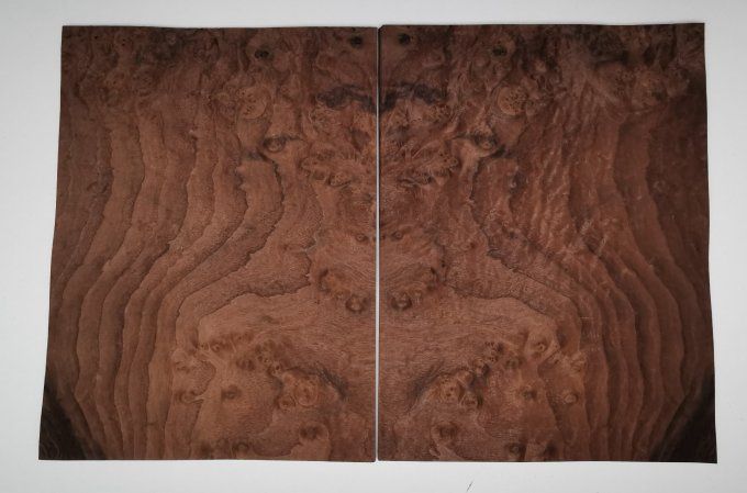Loupe de Noyer 37 x 27 cm L133