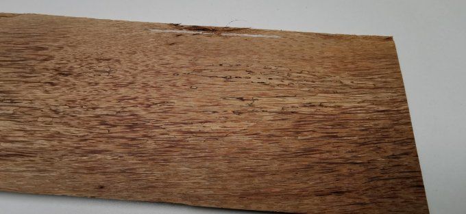 Palmier 74 x 11 cm L43