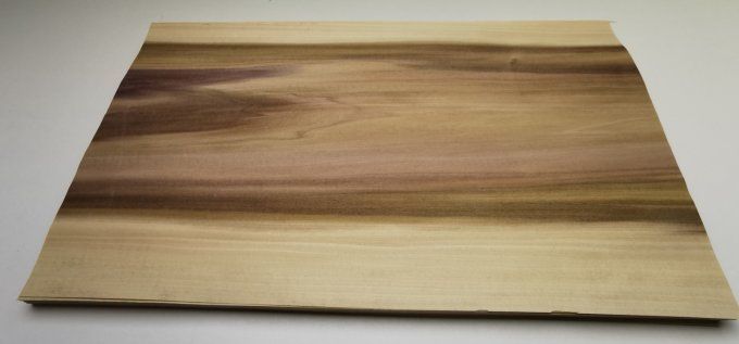Tulipier de Virginie 55 x 32 cm L33