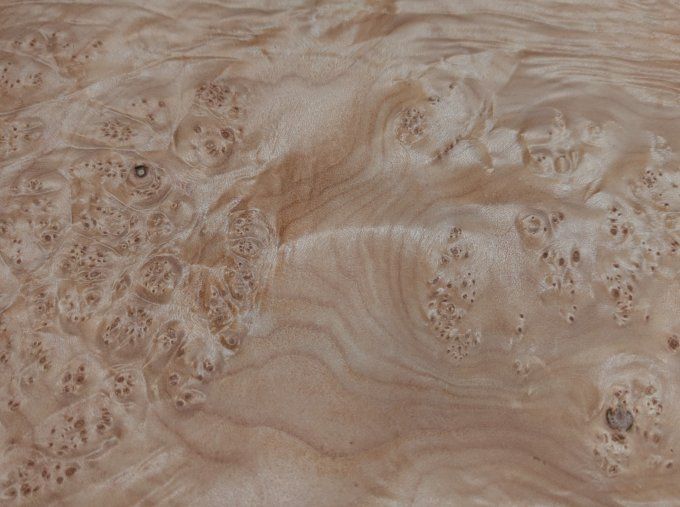 Loupe d'Erable placages.fr