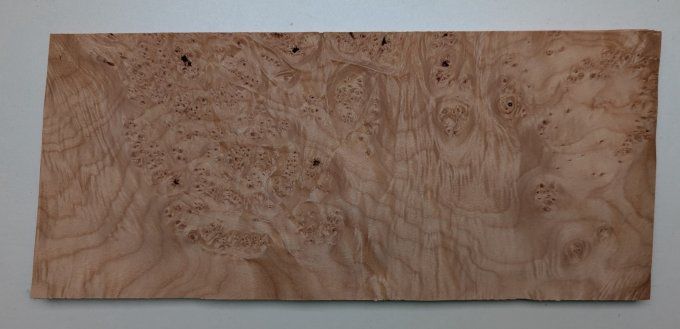 Loupe d'Erable placages.fr