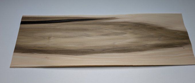 Tulipier de Virginie 76 x 28 cm L7