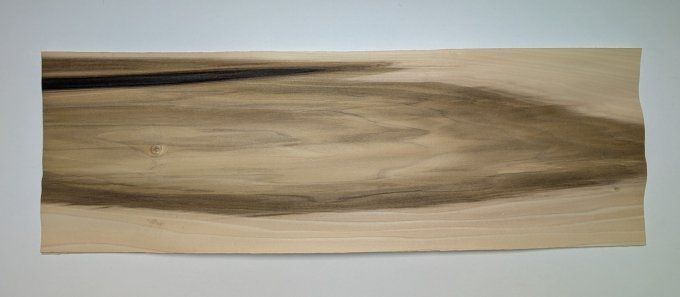 Tulipier de Virginie 76 x 28 cm L7