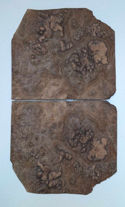 Lot 11x Loupe de Noyer 24 x 18 cm ép 0.6 mm (3)