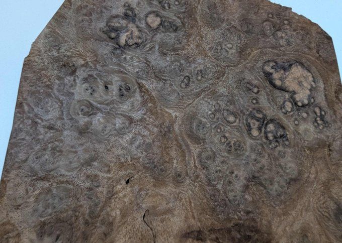 Lot 11x Loupe de Noyer 24 x 18 cm ép 0.6 mm (3)