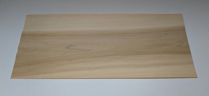 Tulipier de Virginie  60 x 25 cm ép 0.6 mm (93)