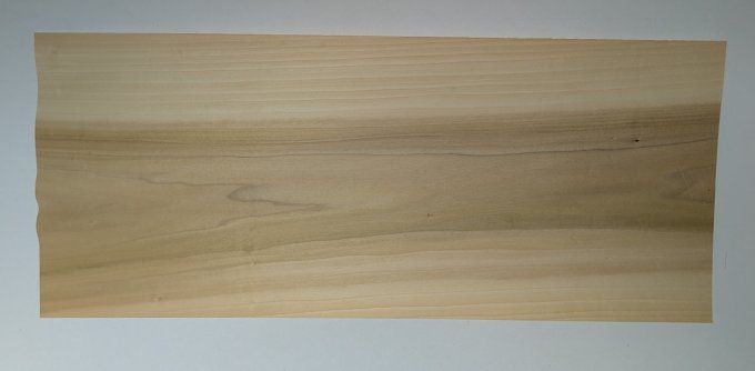 Tulipier de Virginie  60 x 25 cm ép 0.6 mm (93)